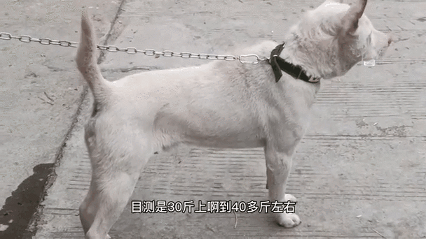 2025澳门开奖结果查询和中国下司犬外网爆火与中国下司犬介绍