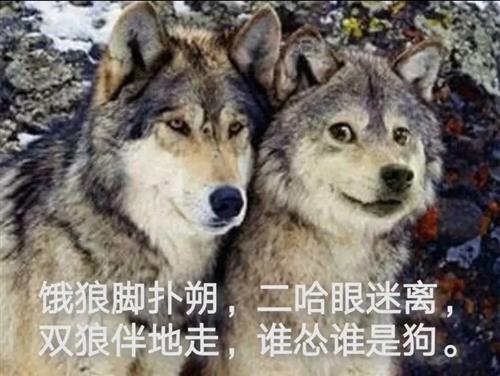 澳门管家婆100中奖和女子为4只狗立遗嘱与女子为4只狗立遗嘱视频