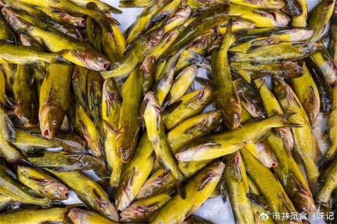 澳门码今晚开什么特号和放生2.5万斤外来鲇鱼与放生鲇鱼的功德