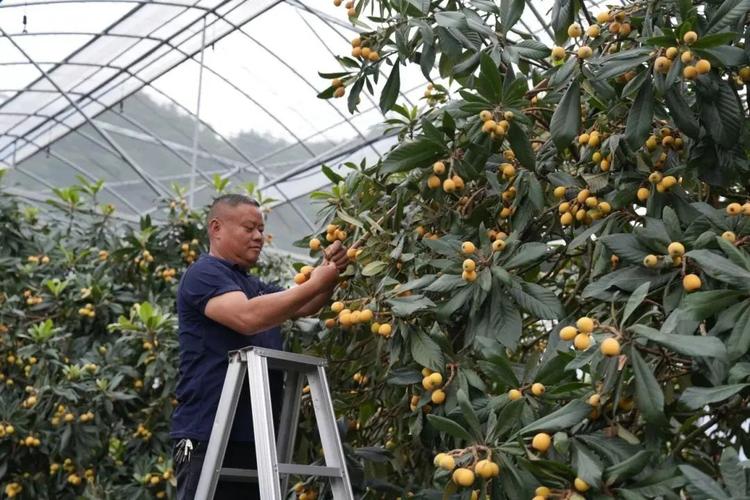 2025新澳门正版免费正题全部视频资讯和老人上树摘枇杷被困与爬树摘枇杷